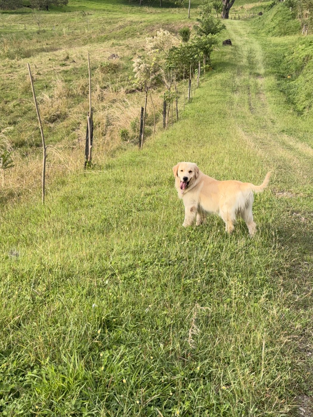 Atenas running in a meadow