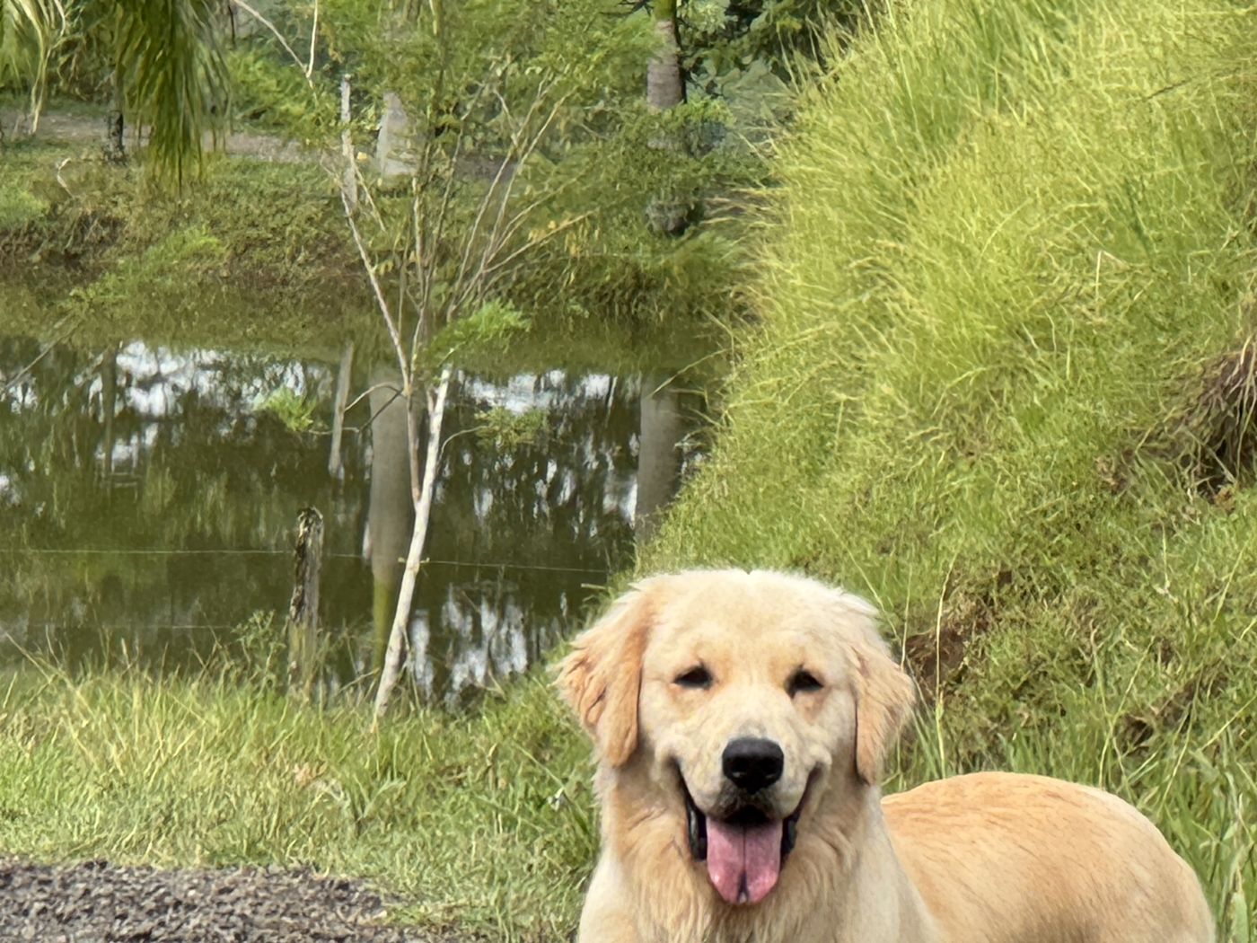 Atenas by the pond with her tongue out